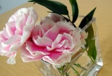 Sample 5 – Carnation