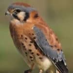 Sample 3 – American kestrel