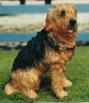 Sample 6 – Otterhound