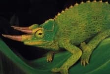 Sample 5 – African chameleon