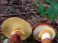 Sample 2 – Suillus