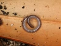 Sample 5 – Worm