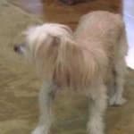 Sample 2 – Chinese crested