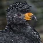 Sample 5 – Wattled curassow