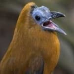 Sample 2 – Capuchinbird