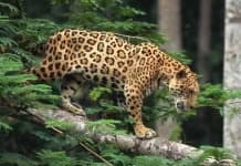 Sample 4 – Jaguar