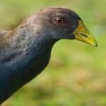 Sample 1 – Tasmanian hen