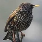 Sample 2 – Common starling