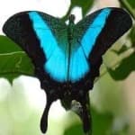 Sample 2 – Banded butterfly