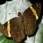Sample 14 – Banded butterfly