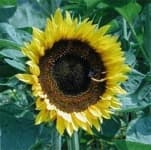 Sample 1 – Sunflower