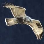 Sample 3 – Rough leg buzzard