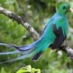 Sample 4 – Quetzal