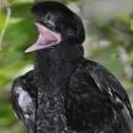 Sample 6 – Umbrella bird