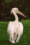 Sample 3 – Pelican