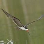 Sample 6 – Black skimmer