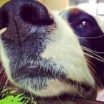 Sample 2 – Dog nose