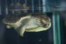 Sample 4 – Loggerhead