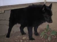 Sample 5 – Schipperke