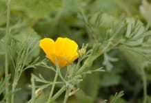 Sample 5 – Californian poppy