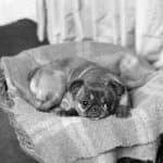 Sample 2 – Brabancon griffon