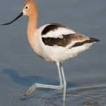 Sample 3 – American avocet