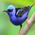 Sample of Red honey creeper