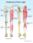 Sample 4 – Leg