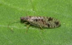 Sample 5 – Lacewing