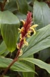 Sample 3 – Cautleya spicata