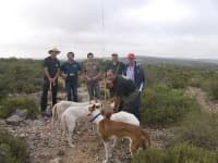 Sample 2 – Ibizan hound