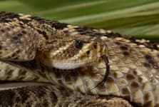 Sample 3 – Diamondback