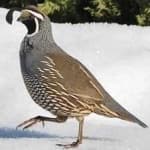 Sample 2 – California quail