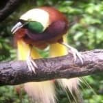 Sample 19 – Bird of paradise bird
