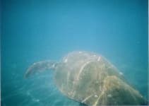 Sample 5 – Loggerhead