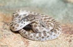 Sample 6 – Night snake