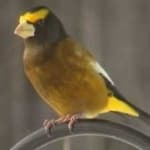 Sample 4 – Evening grosbeak