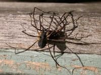 Sample 2 – Harvestman