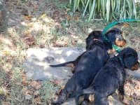 Sample of Gordon setter