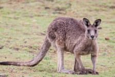 Sample 6 – Kangaroo