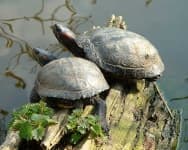Sample 4 – Terrapin
