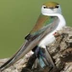 Sample 4 – Violet green swallow
