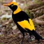 Sample 6 – Regent bowerbird
