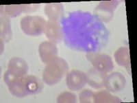 Sample 4 – Monocyte