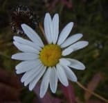 Sample of Oxeye daisy