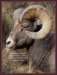 Sample 5 – Ram