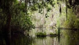 Sample 5 – Swamp