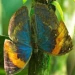 Sample of Orange butterfly