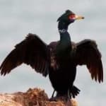 Sample 6 – Red faced cormorant