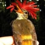 Sample 5 – Royal flycatcher
